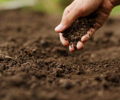 ręka sprawdzająca stan gleby